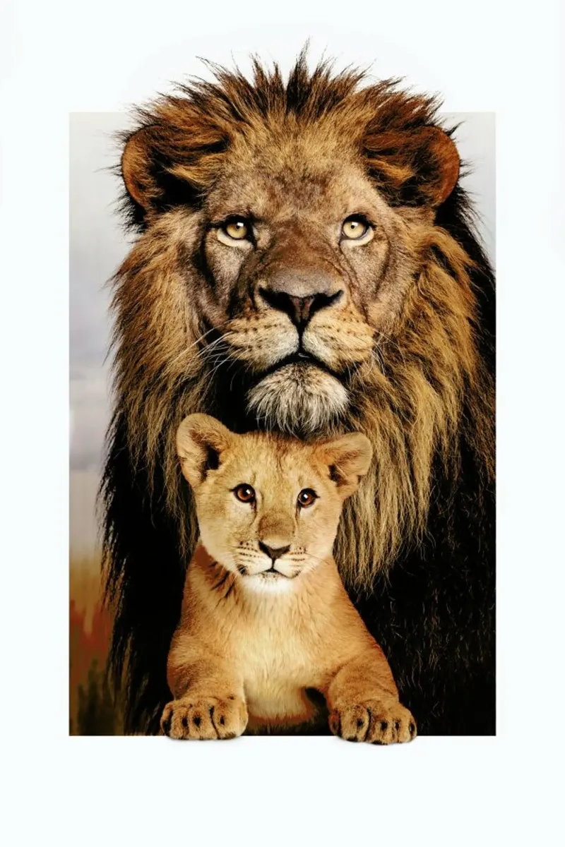LION FAMILY Acryl-Glas von JONAS LOOSE KIDS