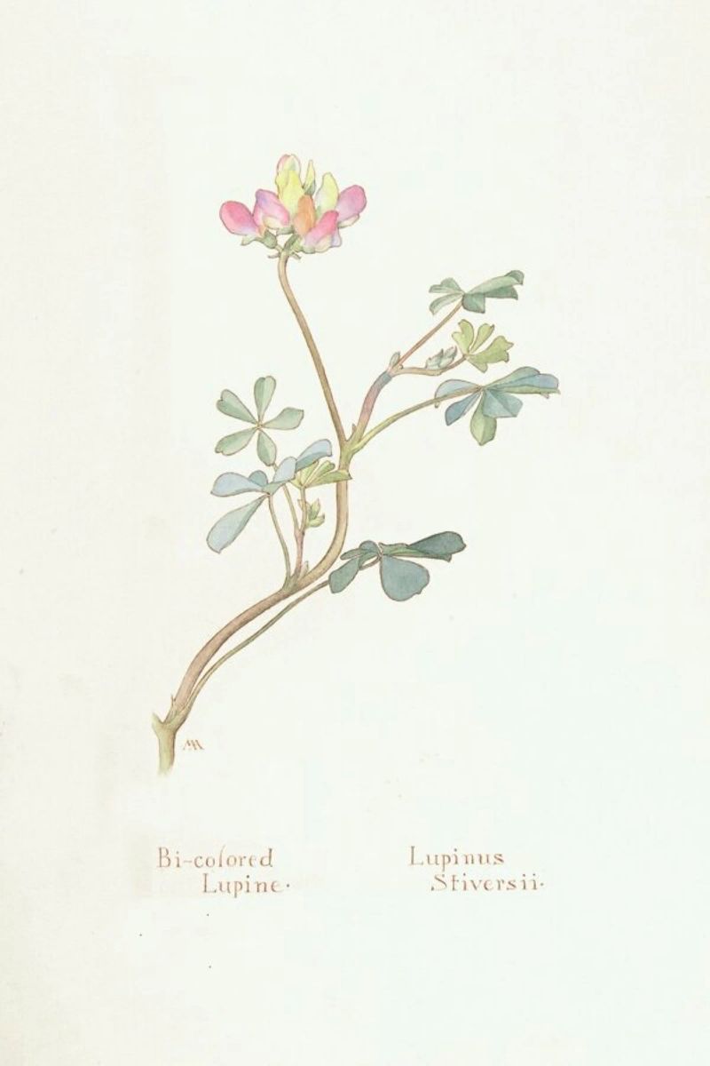 Bi-Coloured Lupine, Lupinus Striversii, 1912 Poster von Artokoloro Quint Lox Ltd