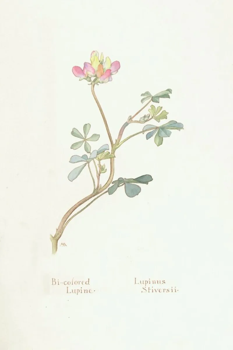 Bi-Coloured Lupine, Lupinus Striversii, 1912 carta hahnemühle da Artokoloro Quint Lox Ltd