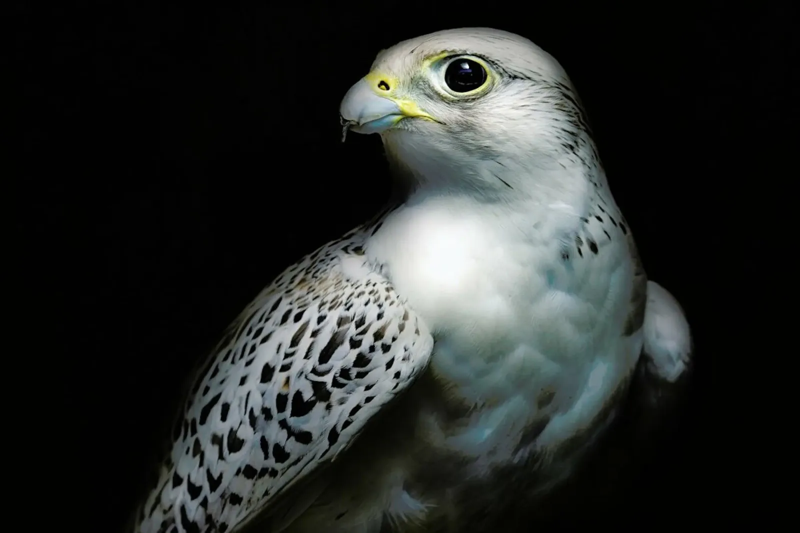 Gyrfalcon Portrait II - Santiago Pascual Buye metacrilato de Pictufy