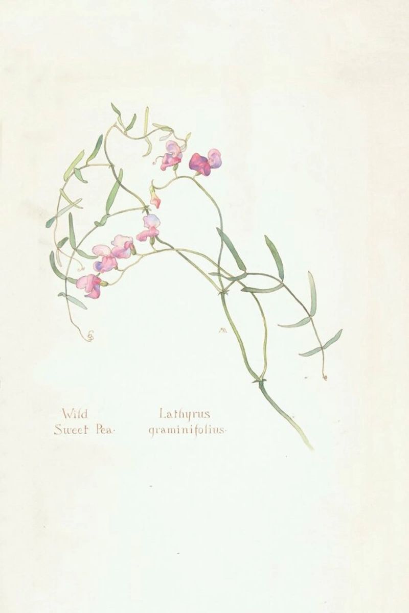 Wild Sweet Pea, Lathyrus Graminifolius, 1912 - Margaret Neilson Armstrong Poster von Artokoloro Quint Lox Ltd