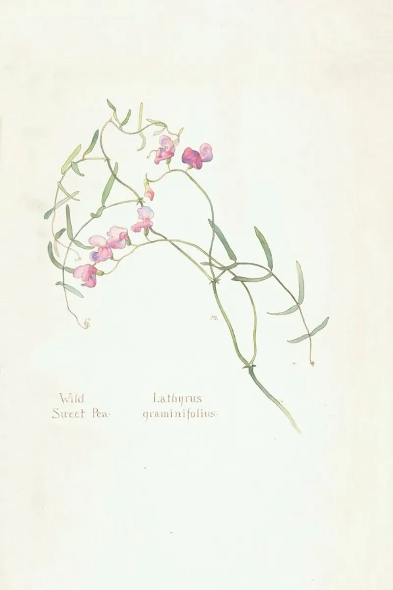 Wild Sweet Pea, Lathyrus Graminifolius, 1912 - Margaret Neilson Armstrong poster con telaio in legno da Artokoloro Quint Lox Ltd