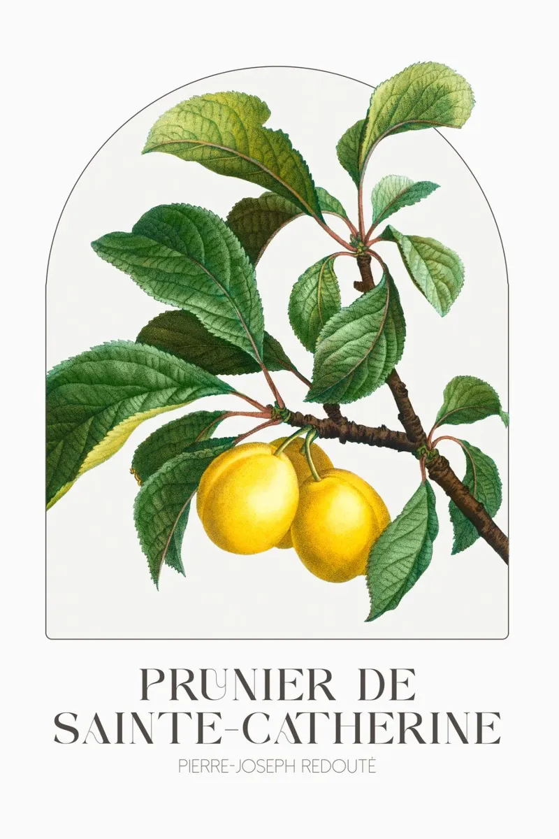Redoute - Prunier de Sainte Catherine poster con telaio in plastica da Old Masters