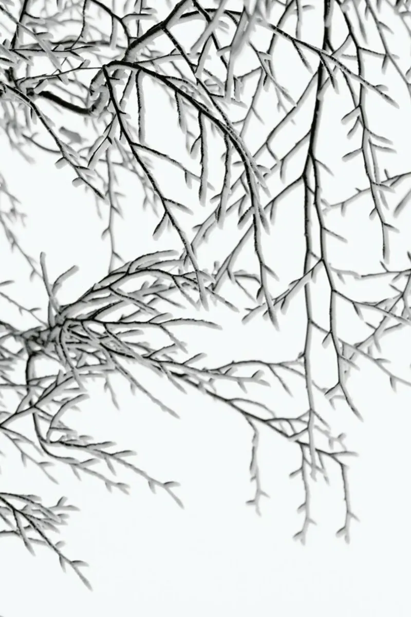Snowy Days pellicola backlit da Studio Nahili
