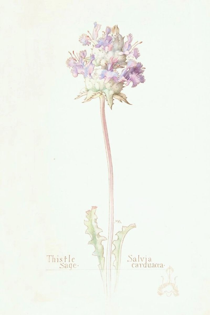 Thistle Sage Salvia Carduacea, 1909 - Margaret Neilson Armstrong Poster von Artokoloro Quint Lox Ltd