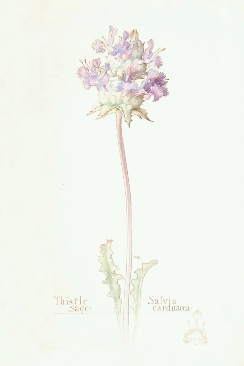 Thistle Sage Salvia Carduacea, 1909 - Margaret Neilson Armstrong poster con telaio in legno da Artokoloro Quint Lox Ltd