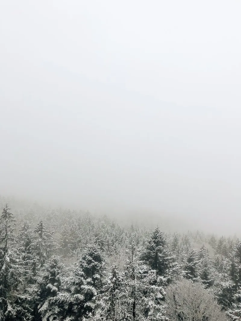 Foresta invernale alluminio dibond da Kudamm & Alpen