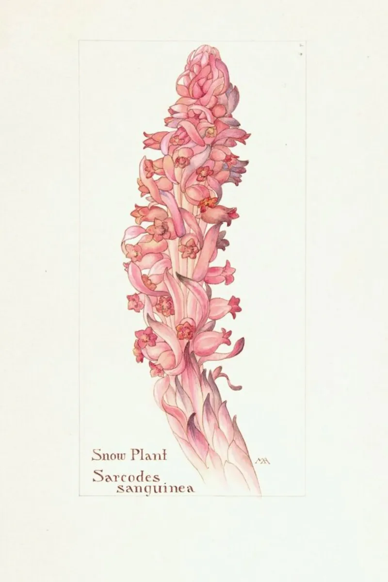 Snow Plant, Sarcodes Sanguinea, 1909 - Margaret Neilson Armstrong poster con telaio in alluminio da Artokoloro Quint Lox Ltd
