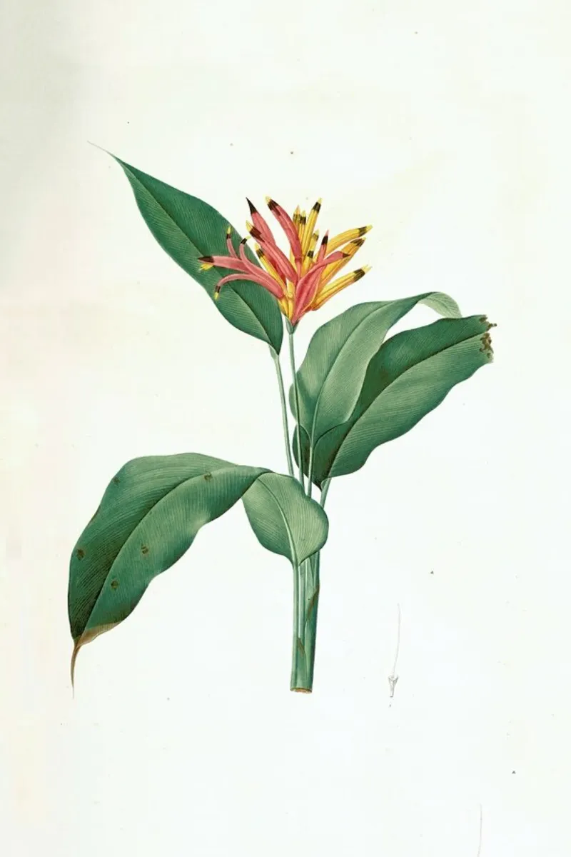Heliconia psittacorum, Parrot Flower -Pierre Joseph pellicola backlit da Artokoloro Quint Lox Ltd