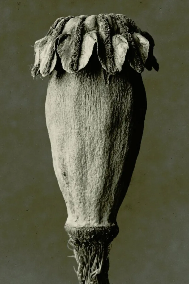 Papaver Orientalis, 1928 - 1932 - Karl Blossfeldt, poster con telaio in alluminio da Artokoloro Quint Lox Ltd