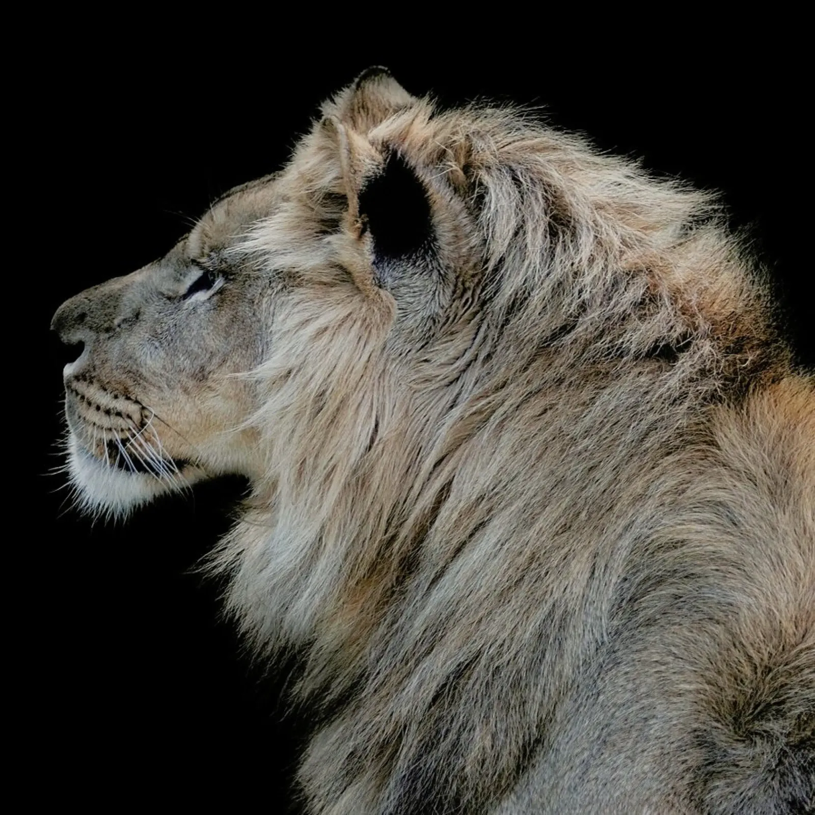 Lion Profile by Lothare Dambreville pellicola backlit da EyeEm Mobile GmbH
