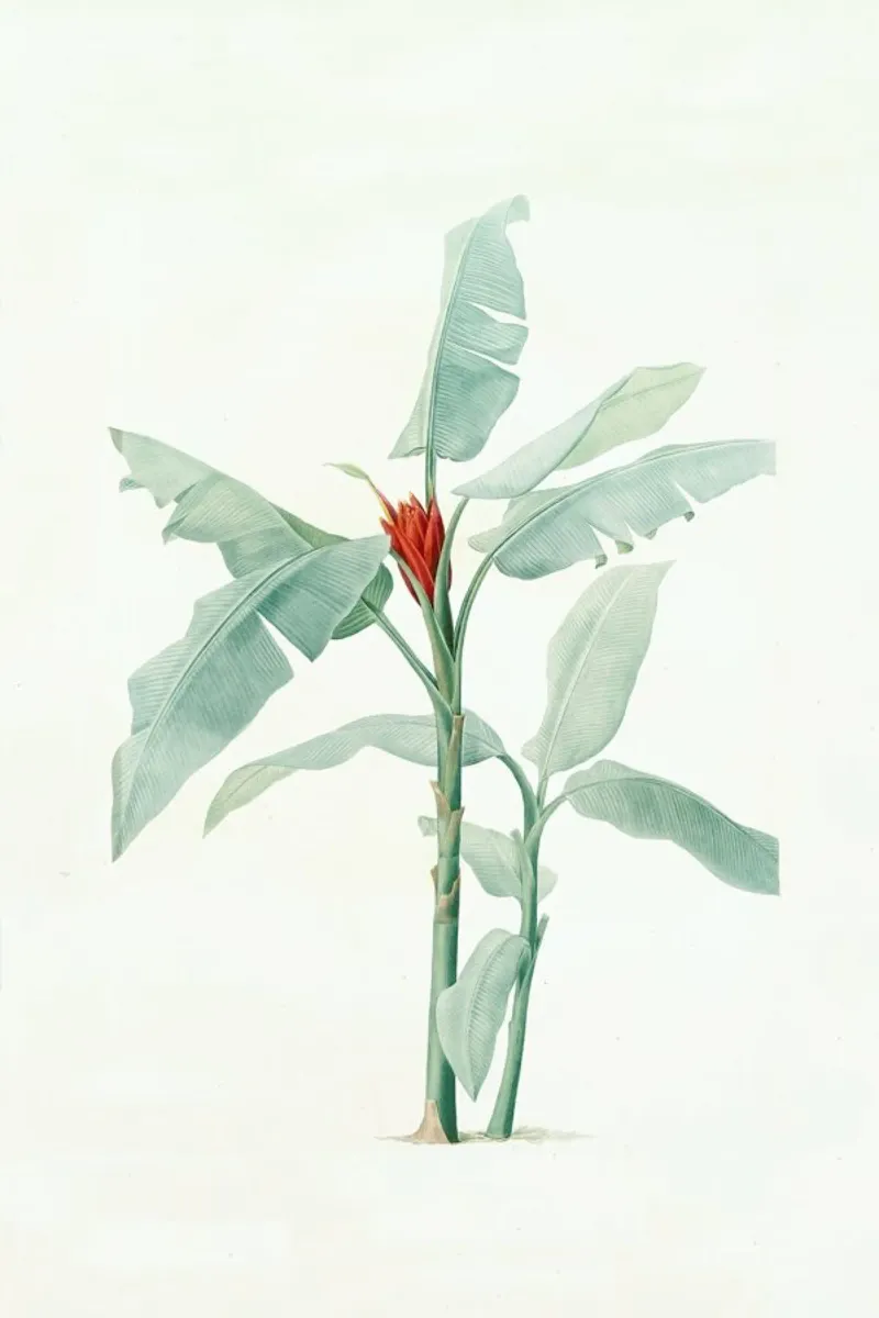 Musa coccinea, Redouté - Pierre Joseph pellicola backlit da Artokoloro Quint Lox Ltd