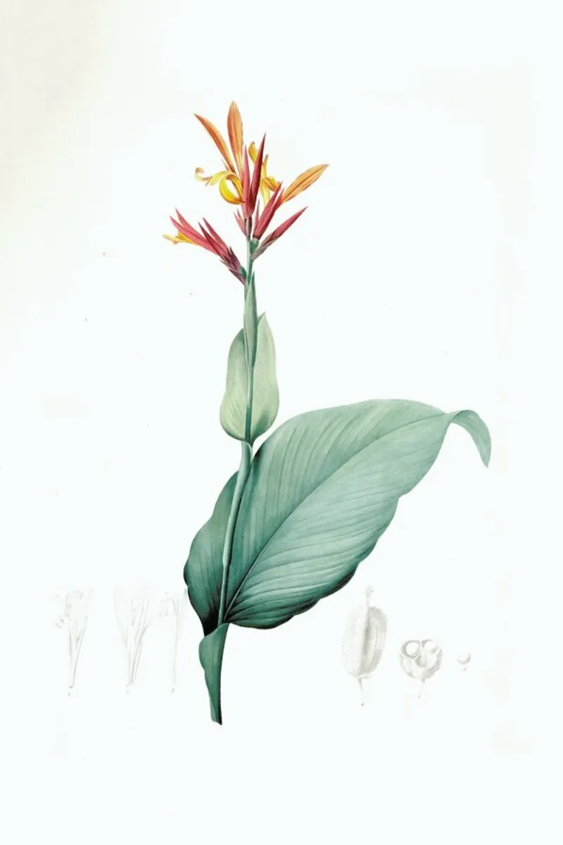 Canna indica, Baslisier der Indes, Indian Shot -Pierre Joseph poster con telaio in legno da Artokoloro Quint Lox Ltd