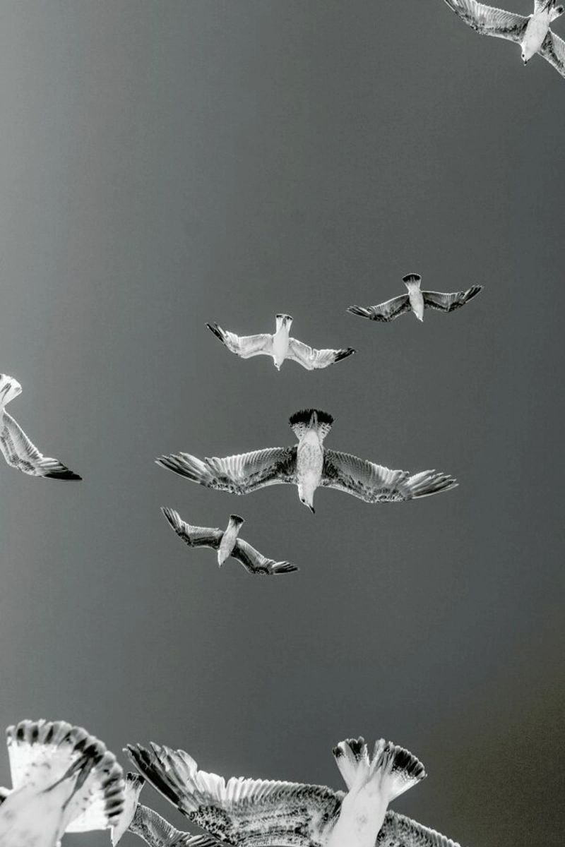 Soaring Birds pellicola backlit da EyeEm Mobile GmbH