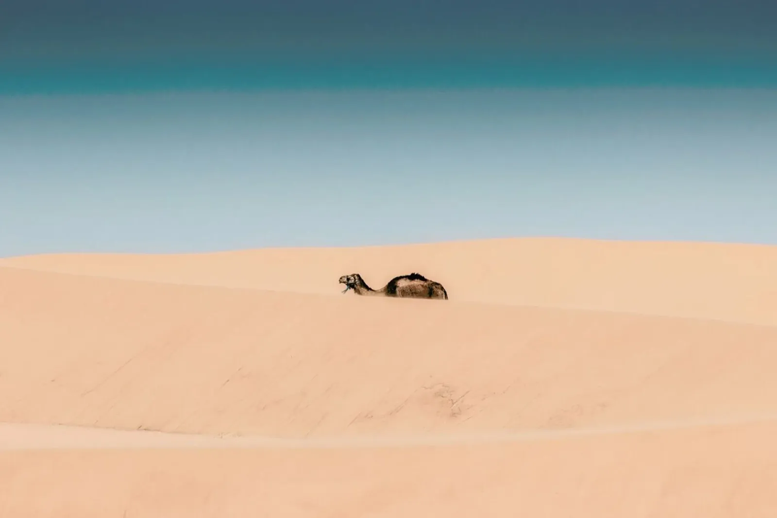 Lone Camel pellicola backlit da EyeEm Mobile GmbH