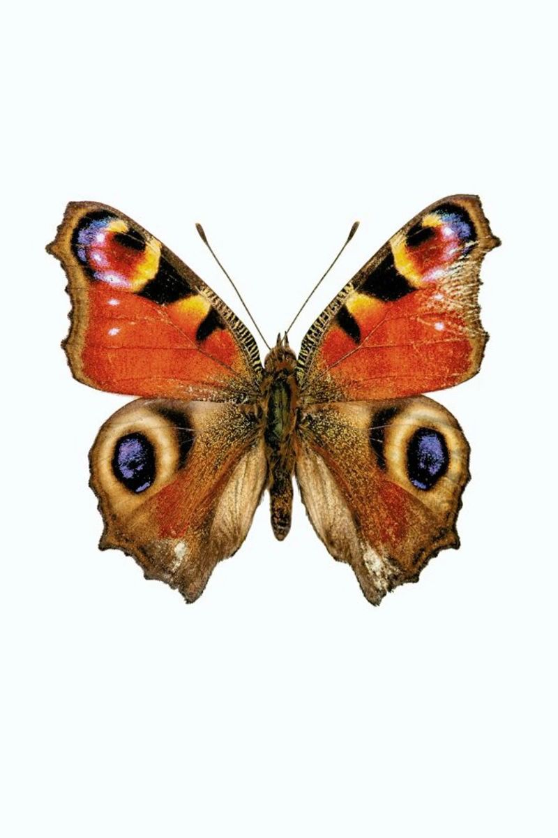Butterfly Poster von Curious Collections by Marielle Leenders