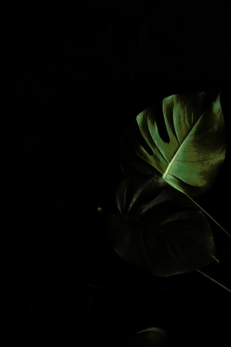 Moody Monstera pellicola backlit da Studio Nahili