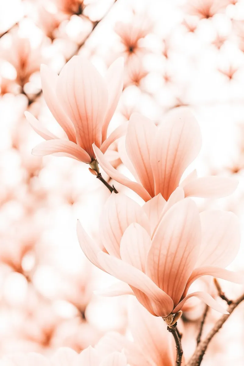 Magnolia Whisper pellicola backlit da BLICKPUNKT