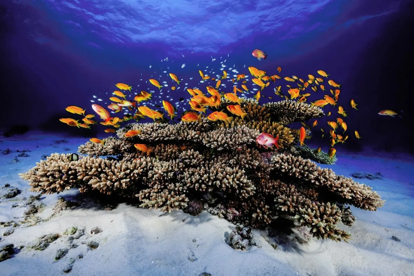 Marine Life - Barathieu Gabriel alluminio dibond da Pictufy