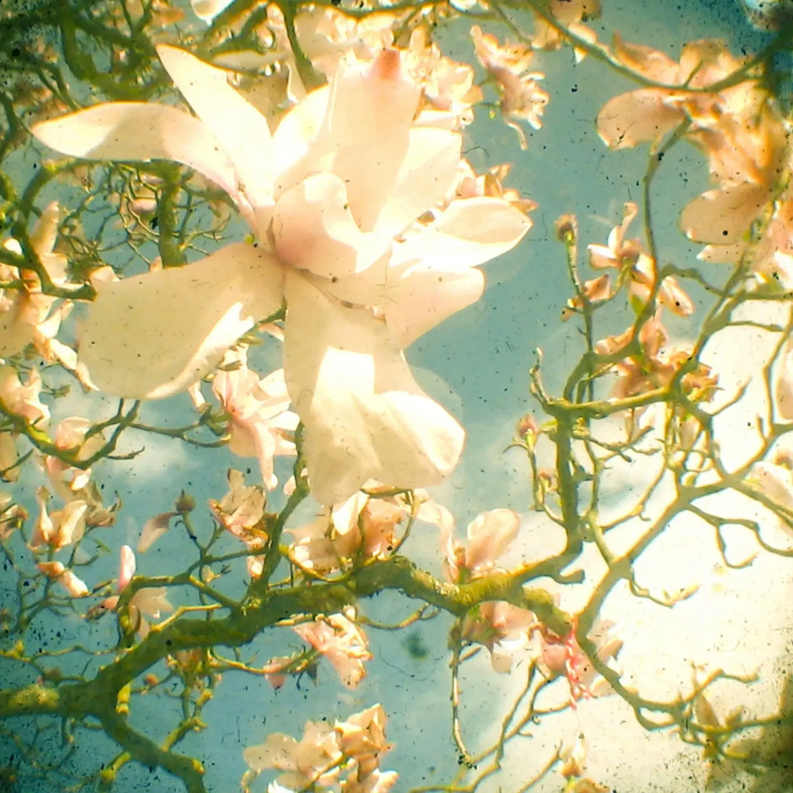 Magnolia pellicola backlit da Cassia Beck Photography