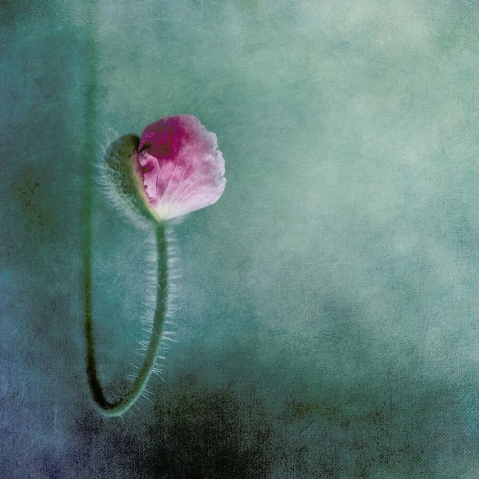 Trust - Priska Wettstein plexiglass da Pictufy