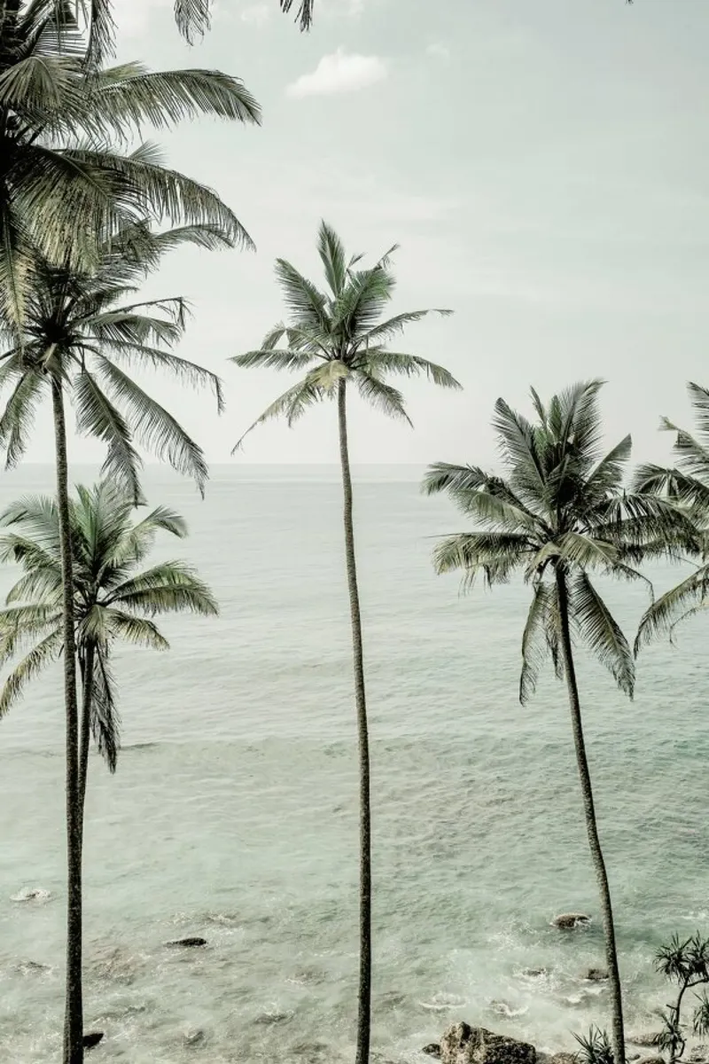 Tropical Dreams tela da Shot By Clint