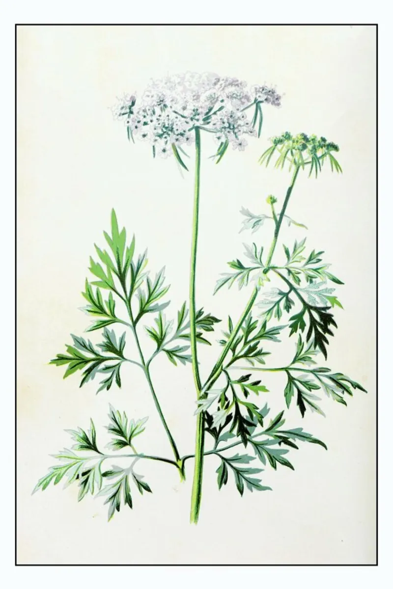 Parsley pellicola backlit da Flora & Fauna