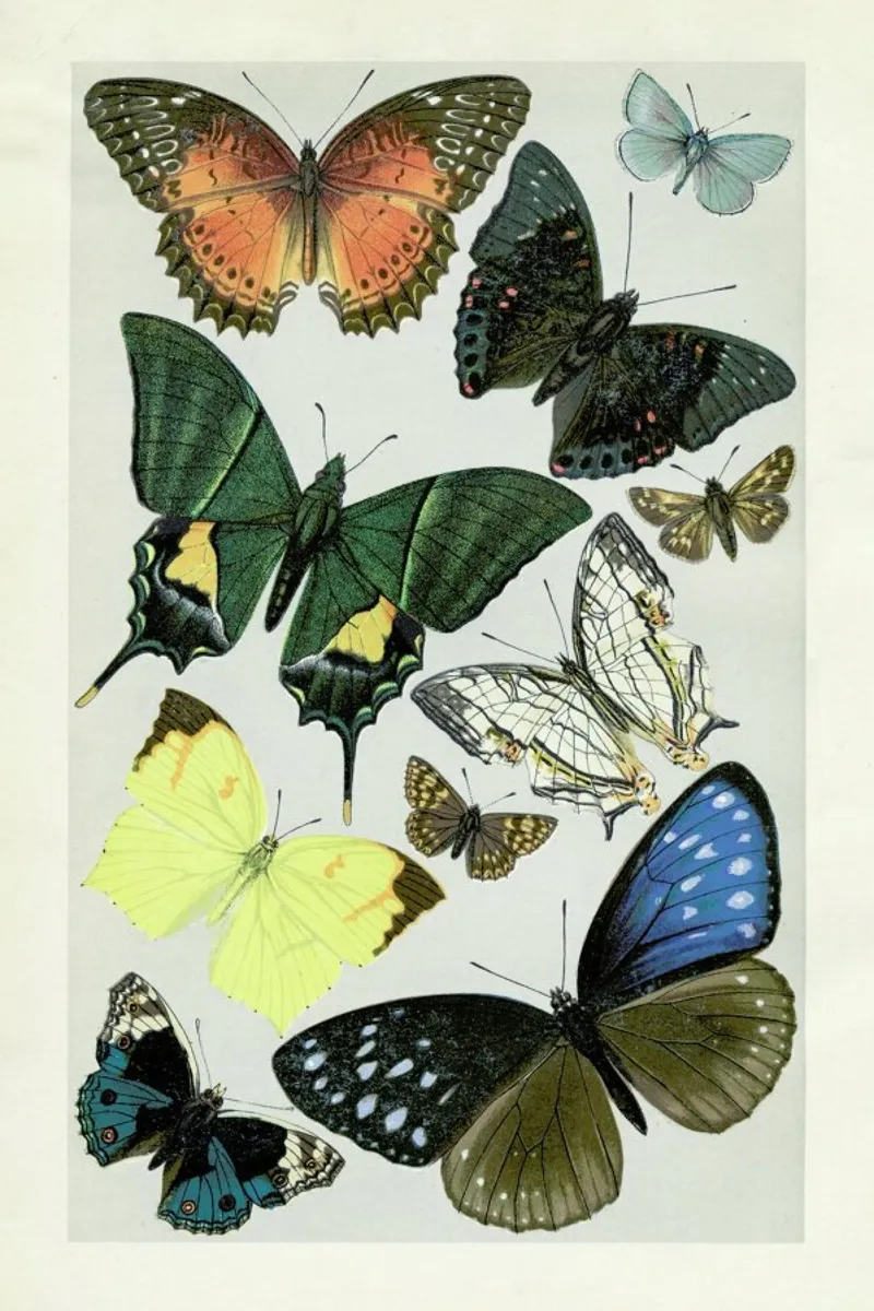 Butterflies pellicola backlit da Flora & Fauna