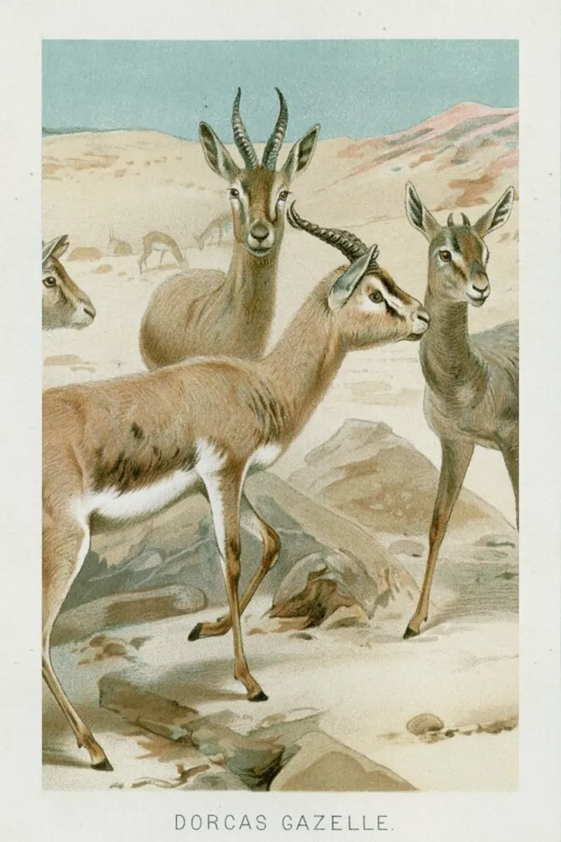 Gazelles tela con Cornice a cassetta da Flora & Fauna