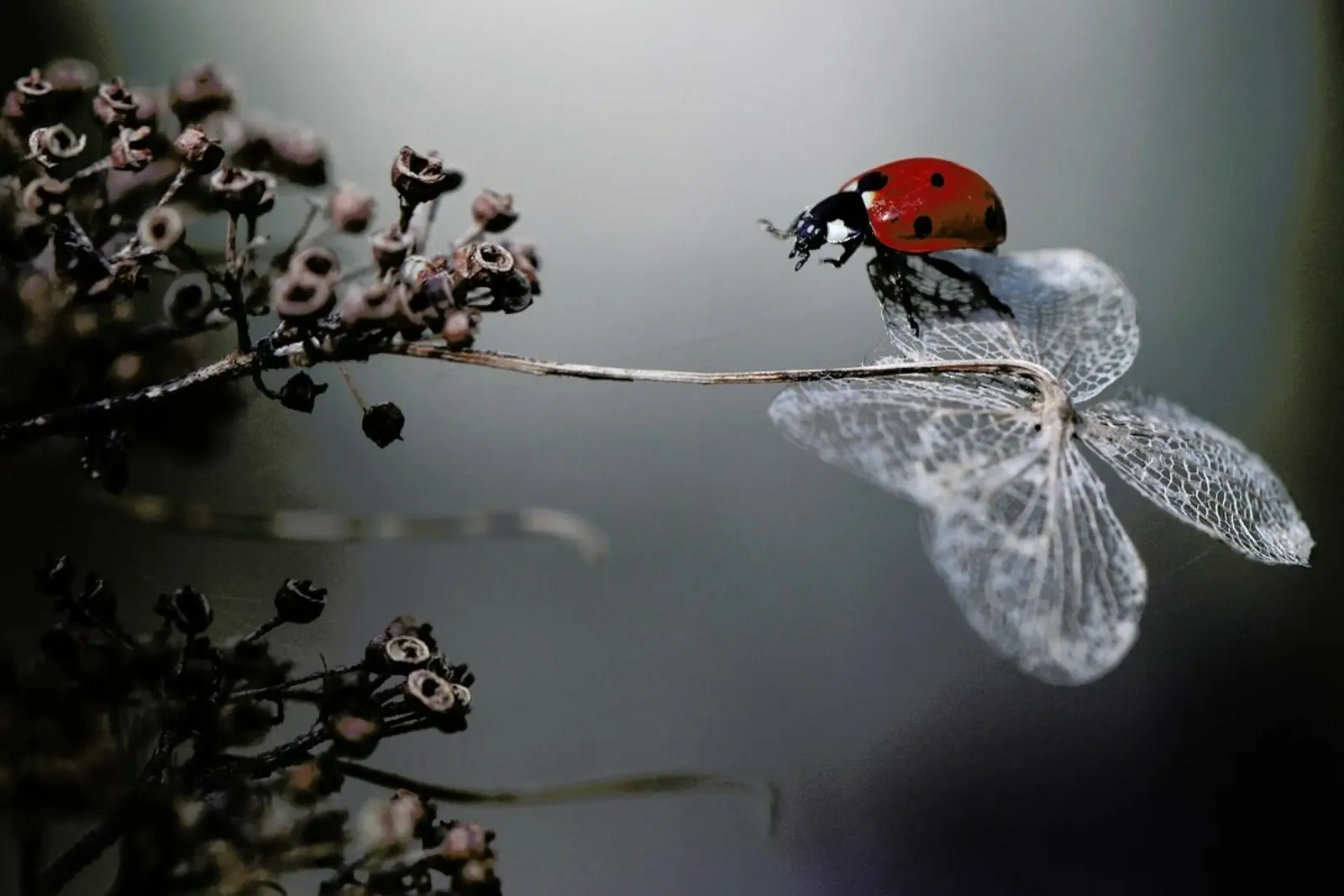 Ladybird on Hydrangea - Ellenvan Deelen plexiglass da Pictufy