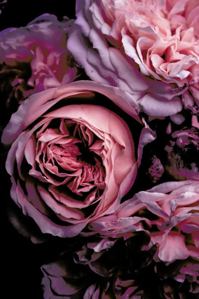Vintage Pink alluminio dibond da Victoria Frost