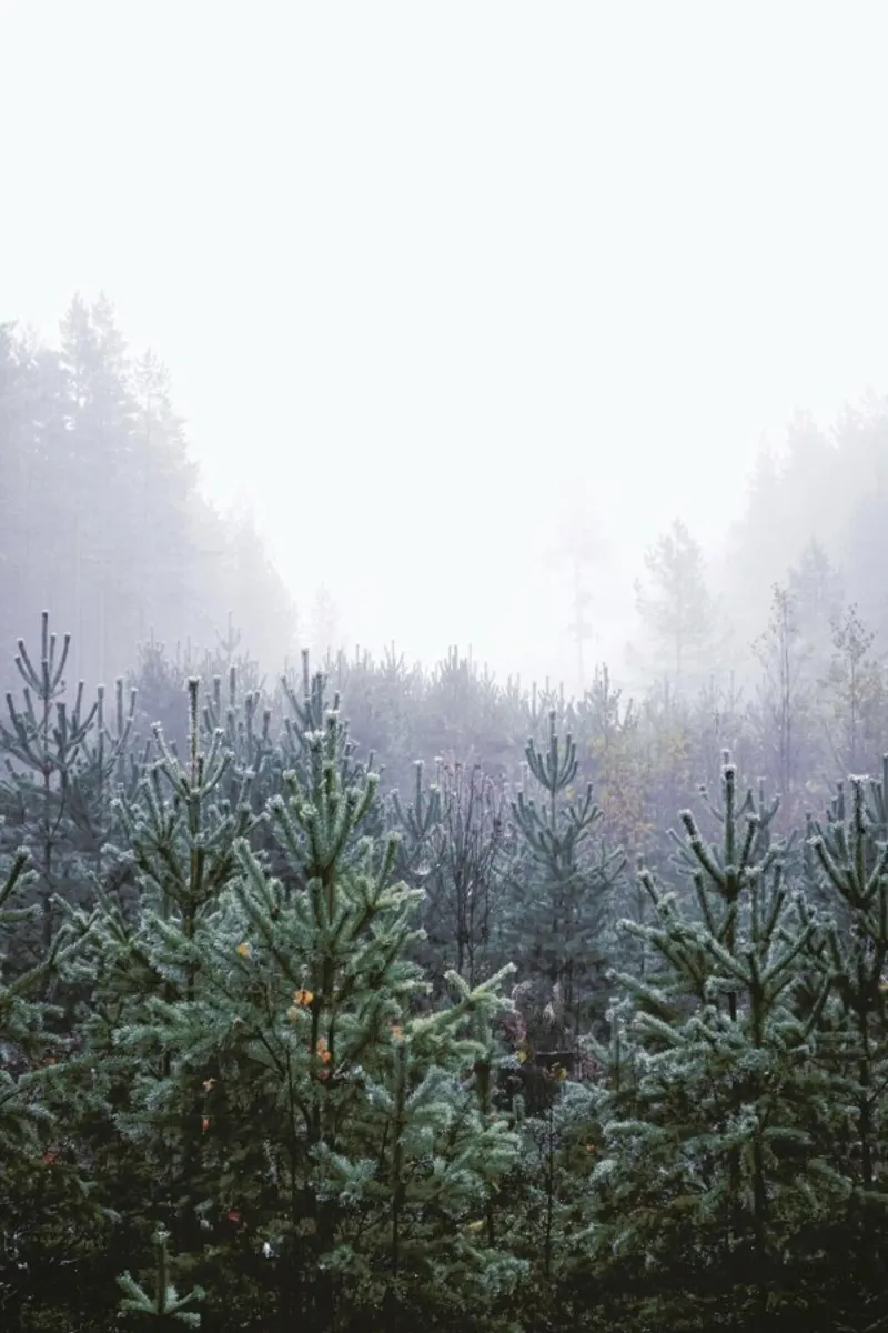 Misty Forest pellicola backlit da In Full Color