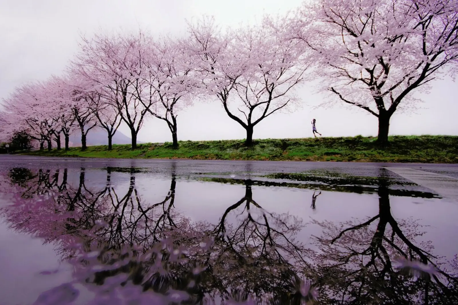 Rain of Spring - Kouji Tomihisa poster con telaio in legno da Pictufy