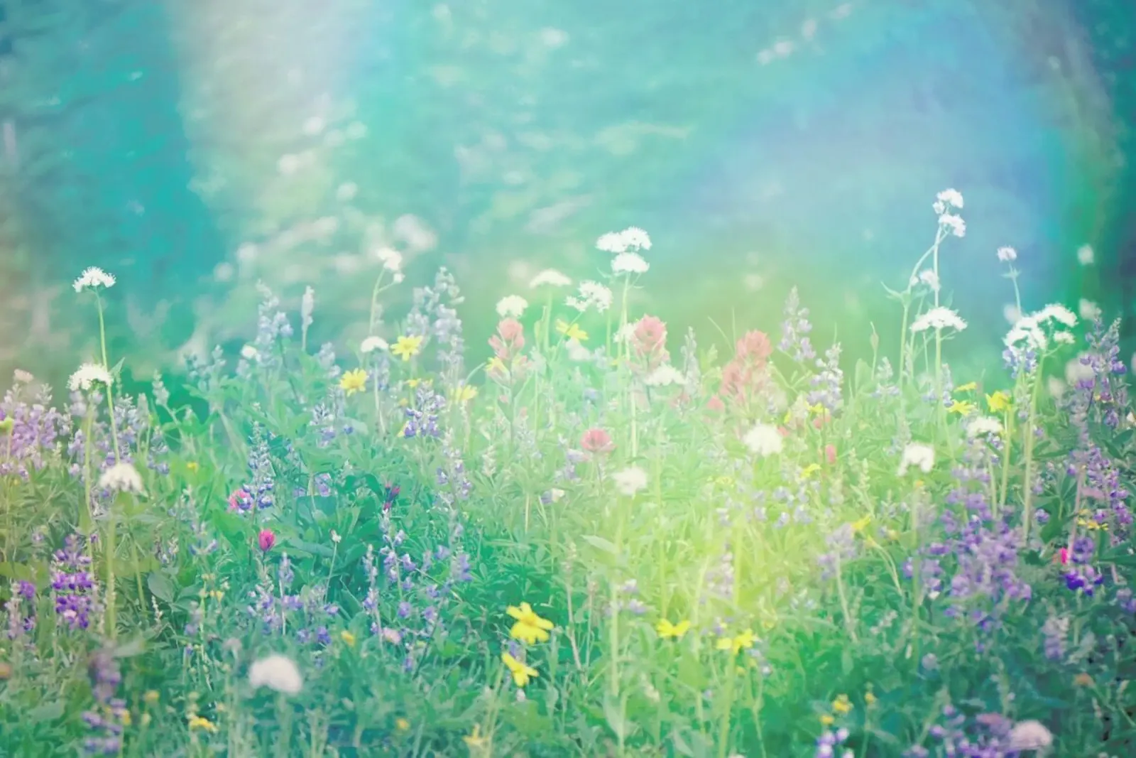 Mountain Wild Flowers 2 alluminio dibond da Robin Delean