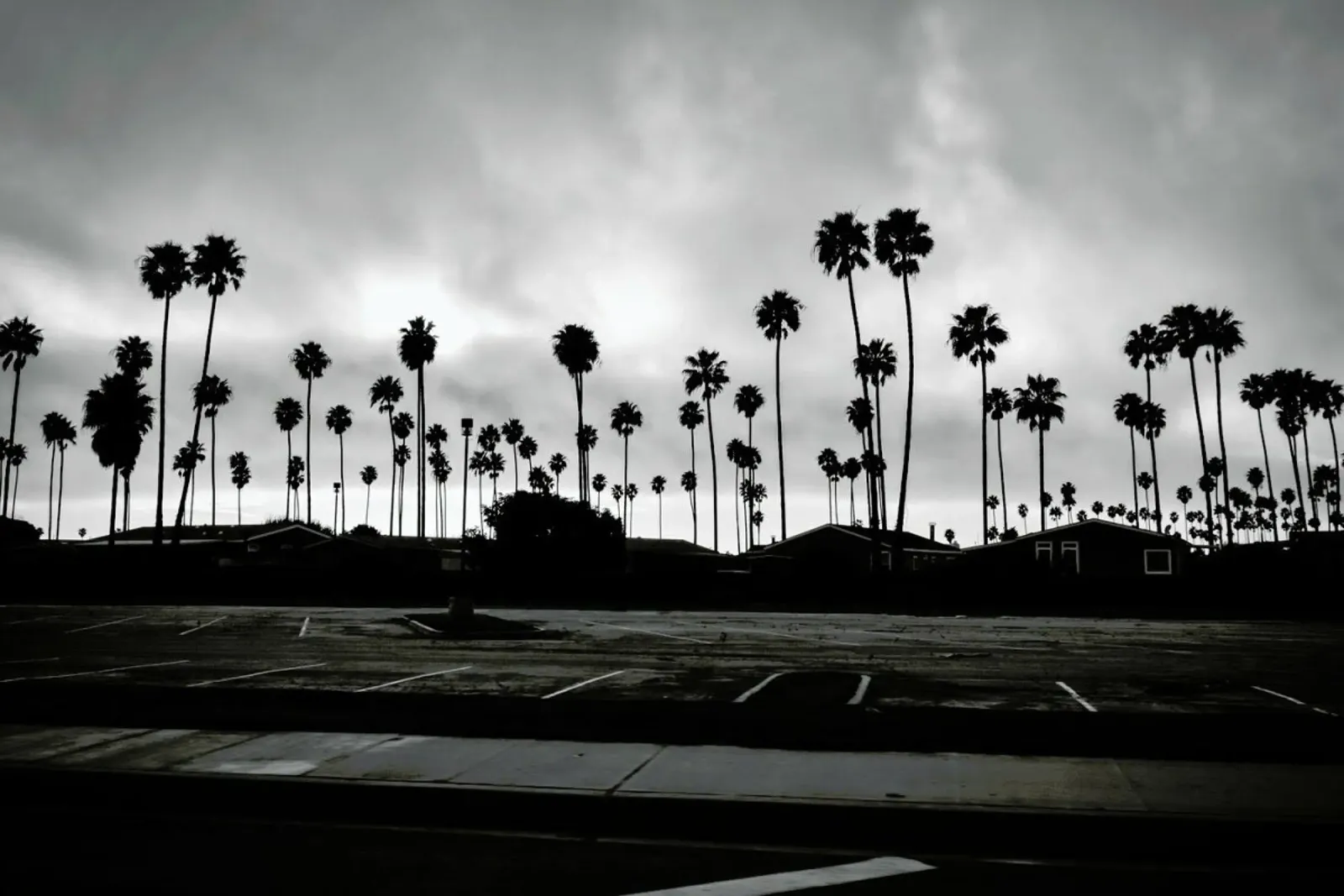 Palmtree Takeover pellicola backlit da In Full Color