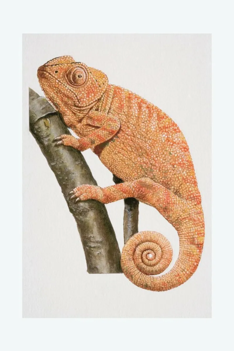 Chamaeleon plexiglass da Flora & Fauna