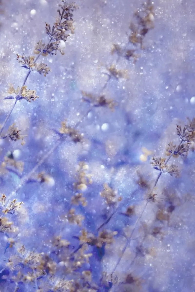 Early Winter - Delphine Devos plexiglass da Pictufy