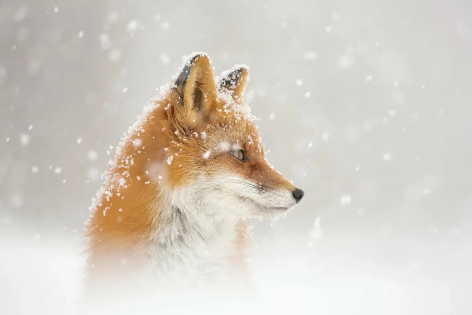 Snow is fallinga - Denis Budkov carta hahnemühle da Pictufy
