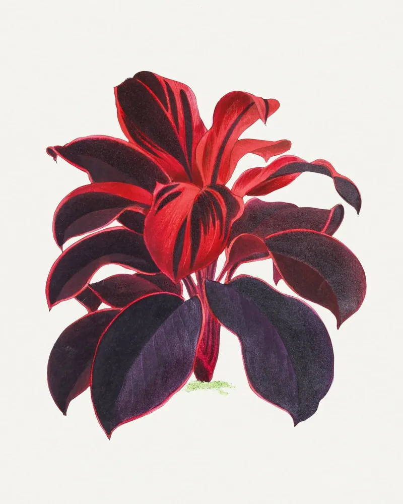Hawaiian Ti Plant Cordyline fruticosa Botanical Illustration poster con telaio in plastica da Pretty Flowers Vintage Botanicals