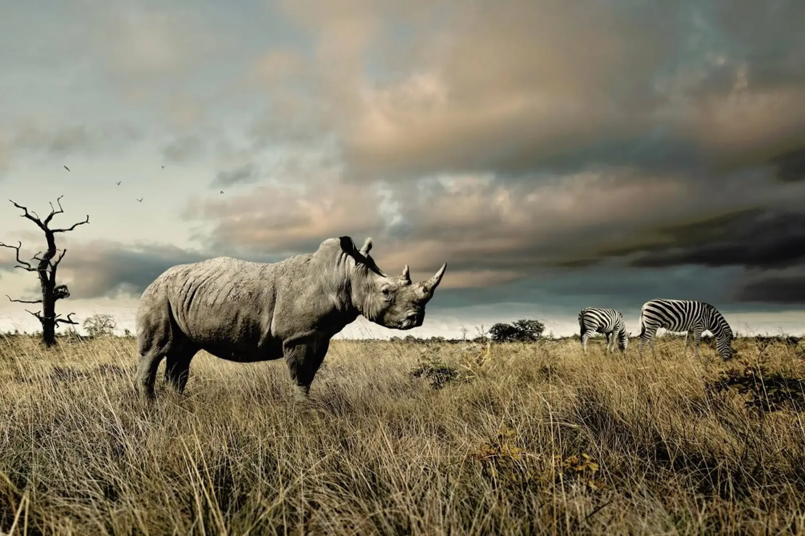 Animal Encounters poster da Natural Kingdom