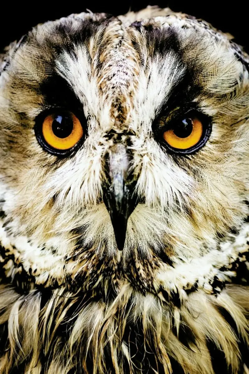 Hedwig pellicola backlit da Natural Kingdom
