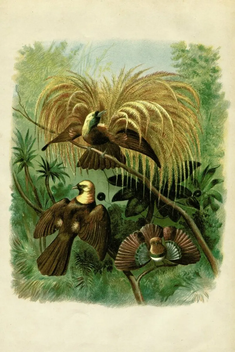 Birds of Paradise carta hahnemühle da Flora & Fauna