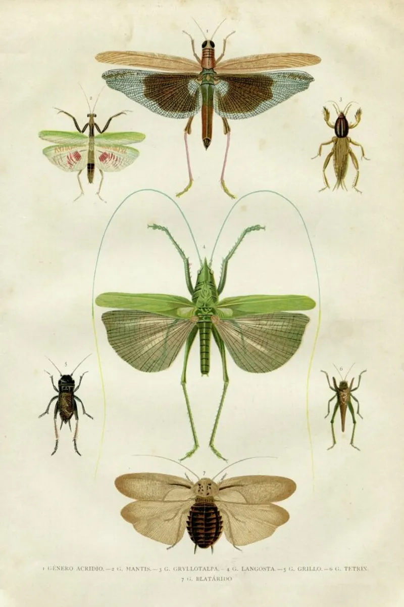 Insects pellicola backlit da Flora & Fauna