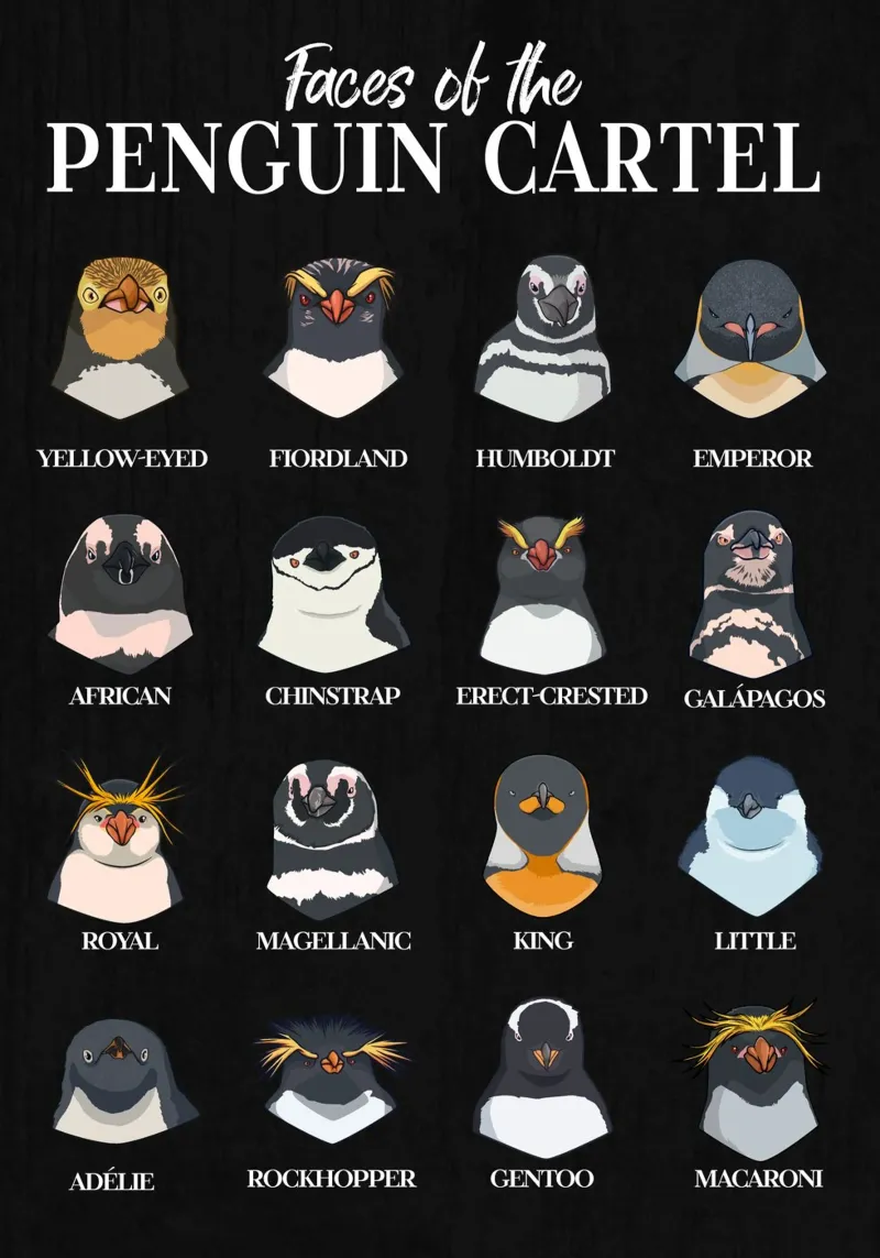 I volti del cartello dei pinguini - Tutte le specie in sintesi poster con telaio in legno da pixelbull - medieval art and more