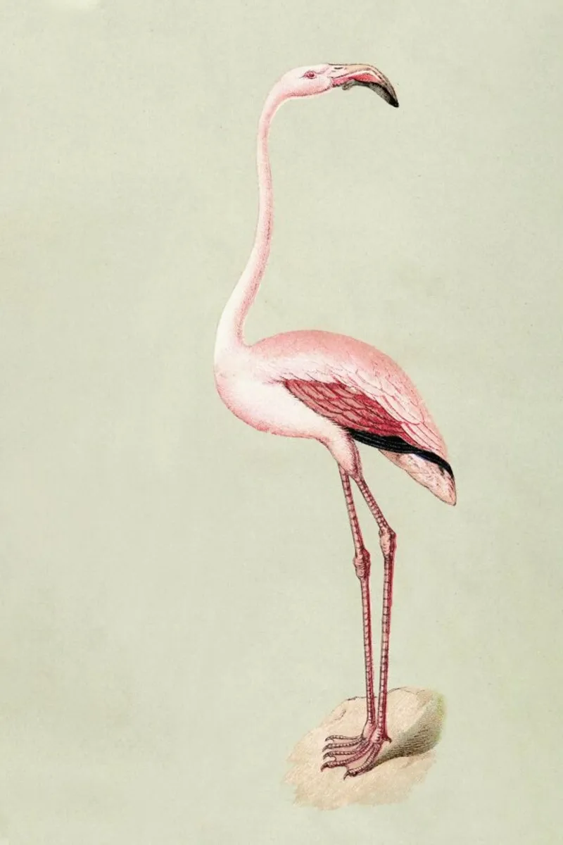 Pink Flamingo pellicola backlit da Flora & Fauna