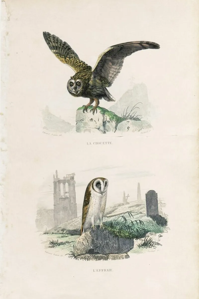 Owls poster da Flora & Fauna