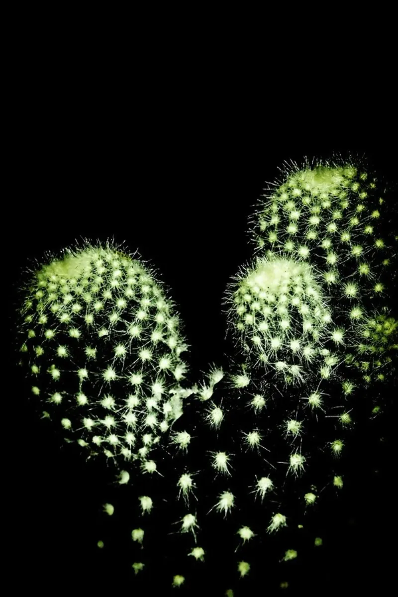Dark Cactus pellicola backlit da Babett Schultze