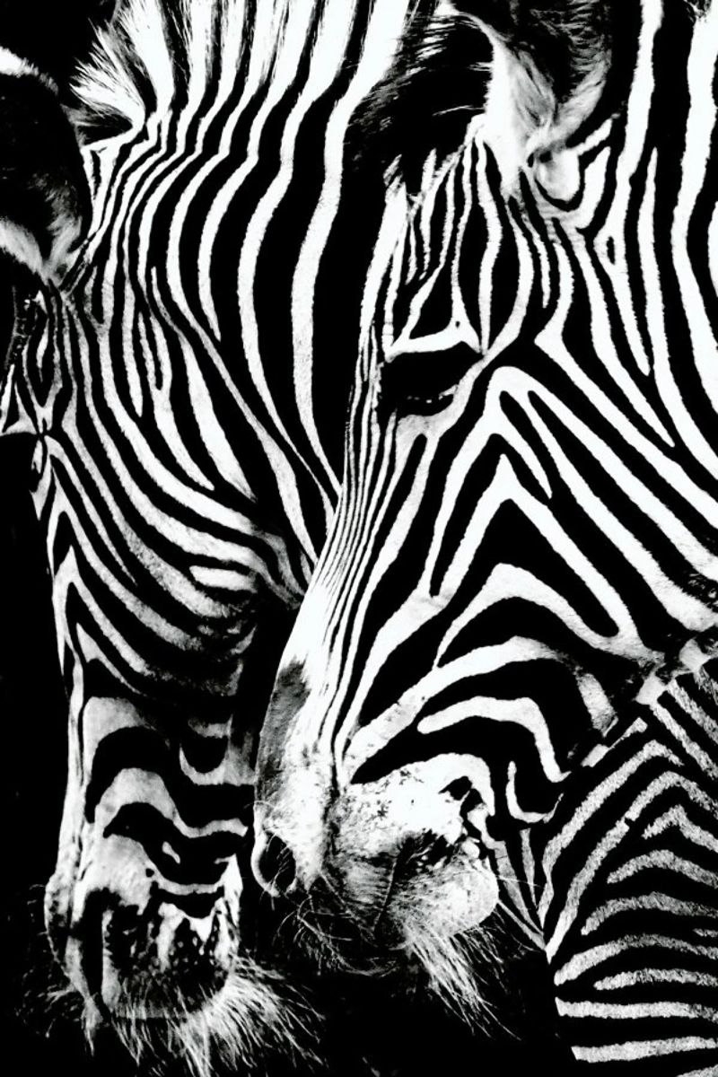 Zebra Hug pellicola backlit da Babett Schultze