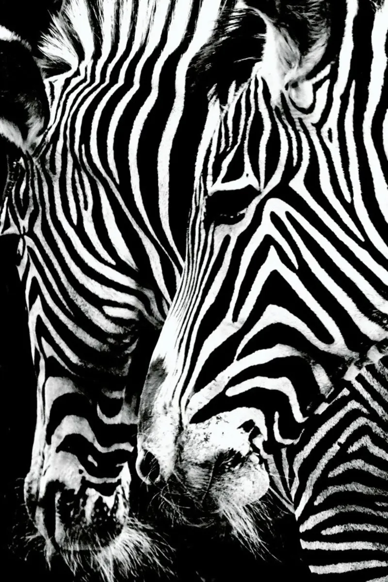 Zebra Hug pellicola backlit da Babett Schultze