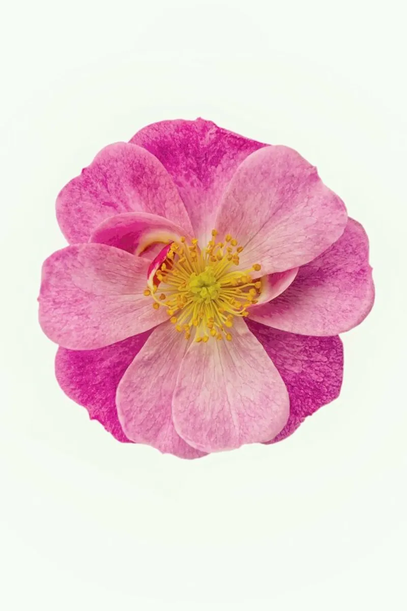Singola rosa selvatica pellicola backlit da Curious Collections by Marielle Leenders